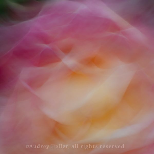 Linger- Berkeley Rose Garden (0725) Online Hot Sale